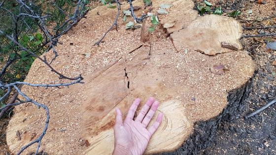 Срубленное дерево Срубленное дерево