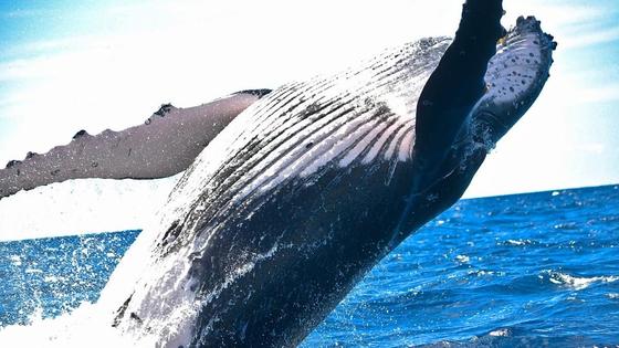 Кит выпрыгивает из воды Кит выпрыгивает из воды