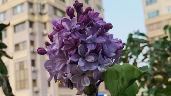 цветы на кусту сирени цветы на кусту сирени