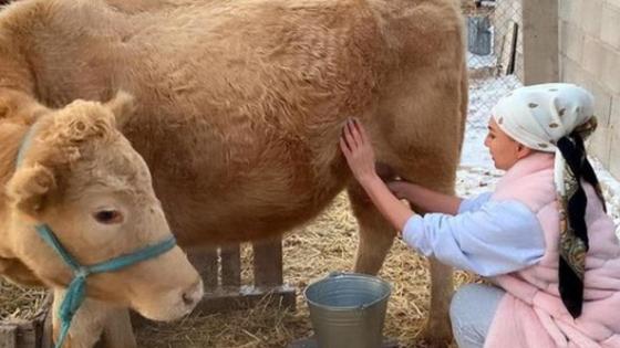 Мадина Сәдуақасова сиыр сауып жатыр Мадина Сәдуақасова сиыр сауып жатыр