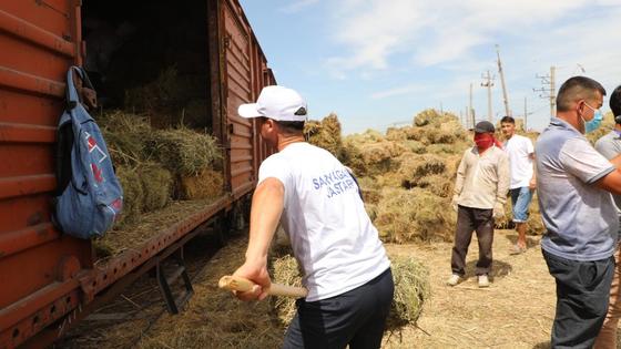 Сено готовят к отправке в Туркестанской области Сено готовят к отправке в Туркестанской области
