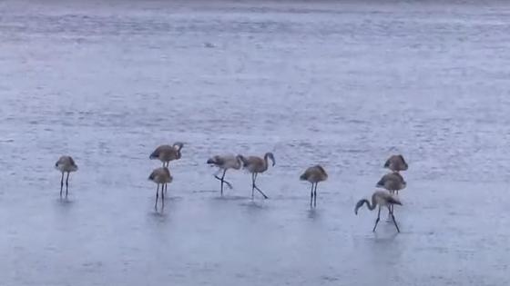 Фламинго стоят в воде озера Малый Талдыколь Фламинго стоят в воде озера Малый Талдыколь