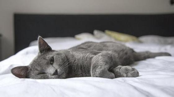 Кот Кот