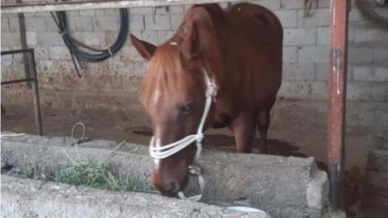 лошадь ест траву лошадь ест траву