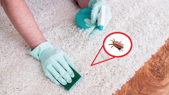 откуда появляются блохи в квартире на 1 этаже