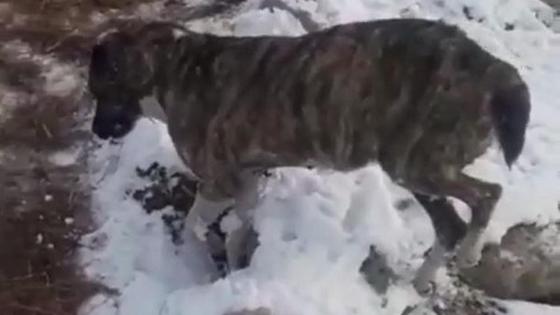 Собака замерзла насмерть Собака замерзла насмерть