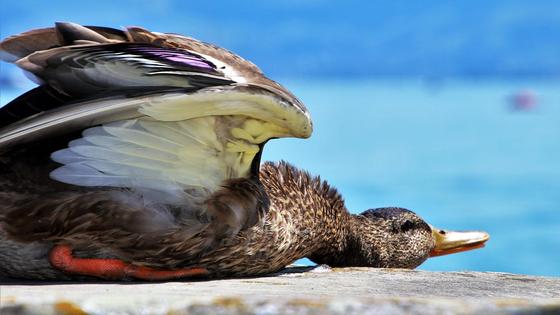 Дикая утка лежит возле воды Дикая утка лежит возле воды