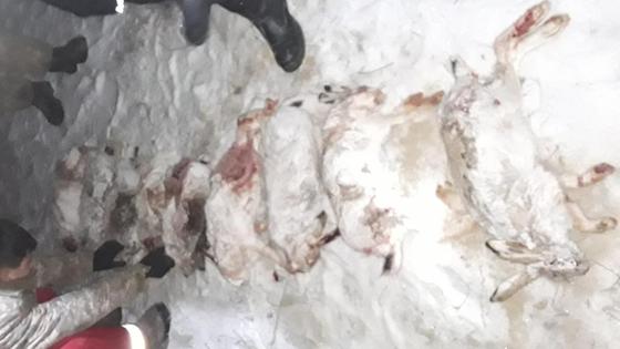 Туши убитых зайцев лежат на снегу Туши убитых зайцев лежат на снегу