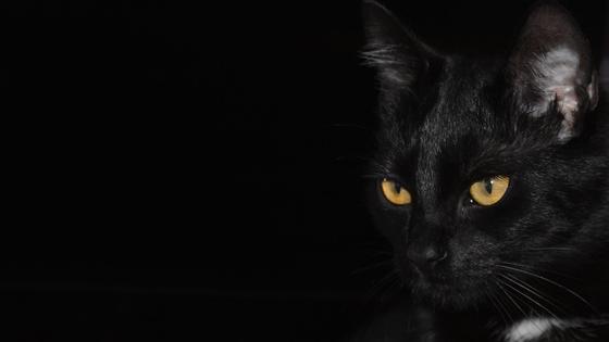 Черный кот Черный кот