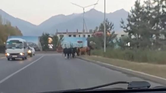 Лошади пасутся на проспекта Аль-Фараби в Алматы Лошади пасутся на проспекта Аль-Фараби в Алматы