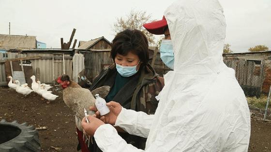 Птице делают вакцинацию в Костанайской области Птице делают вакцинацию в Костанайской области