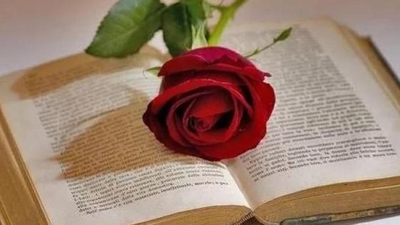 Роза на раскрытой книге Роза на раскрытой книге