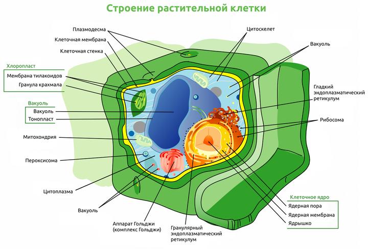 Схема строения клетки Схема строения клетки