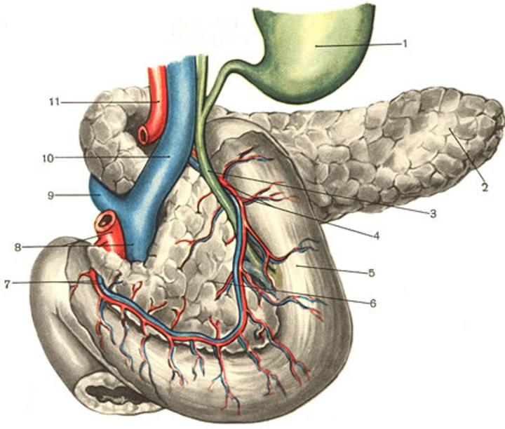 Где находится поджелудочная у человека показать на фото