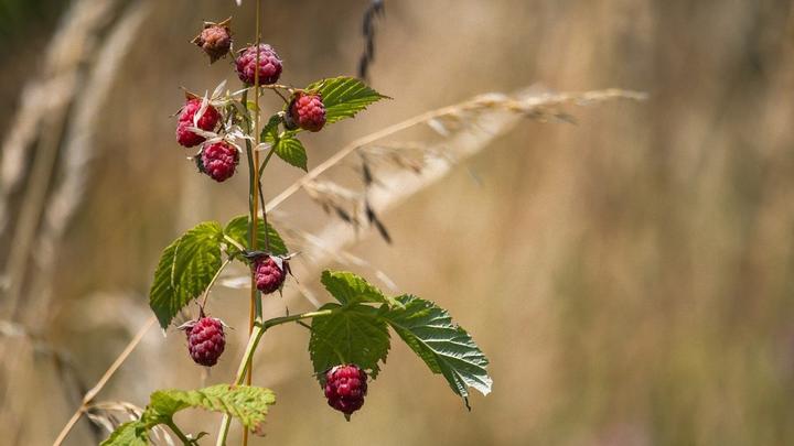 As it is correct to plant raspberry in the fall: all cunnings and rules from ski