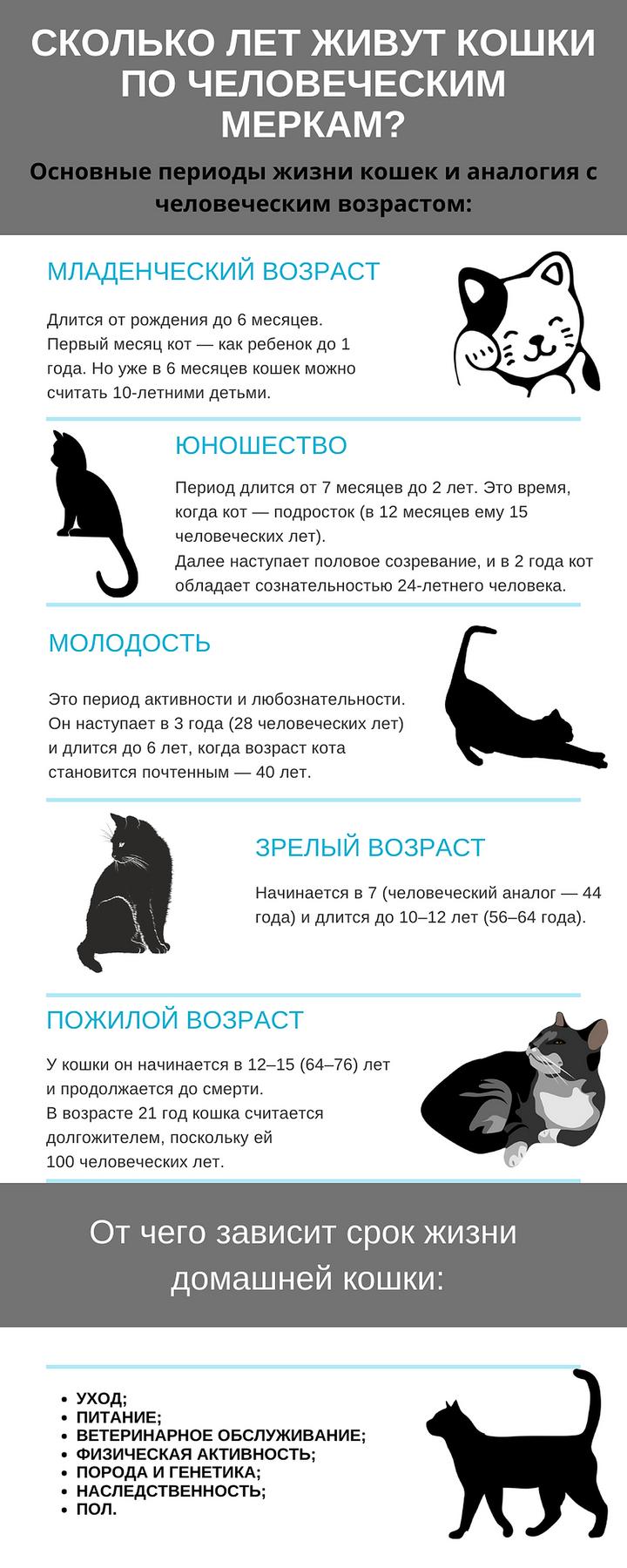 Сколько кошка живет