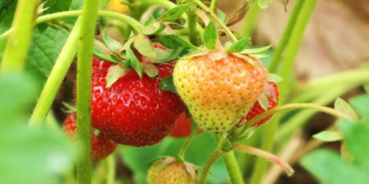 Подкормка клубники весной: чем удобрить растение