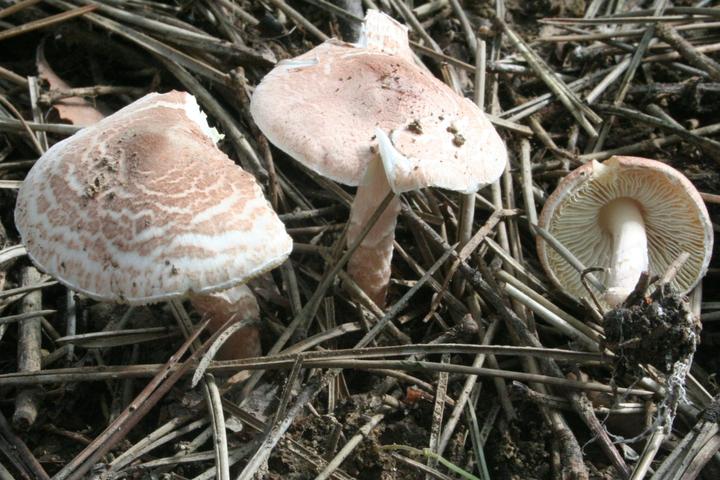 Lepiota aspera (Pers. : Fr.) Quél. 1886 - Pagina 2 - Funghi Non Commestibili o S