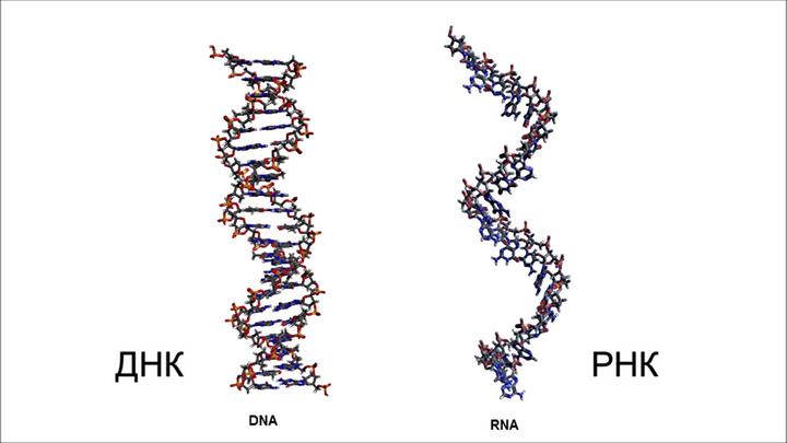 Днк и рнк рисунок