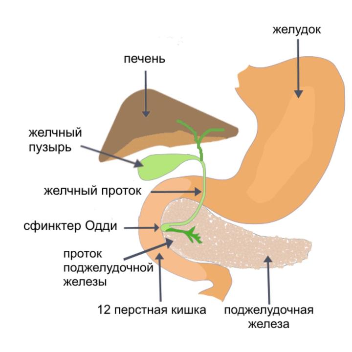 Застой желчи фото