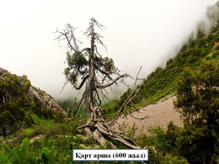 Қарт арша (600 жыл) Қарт арша (600 жыл)