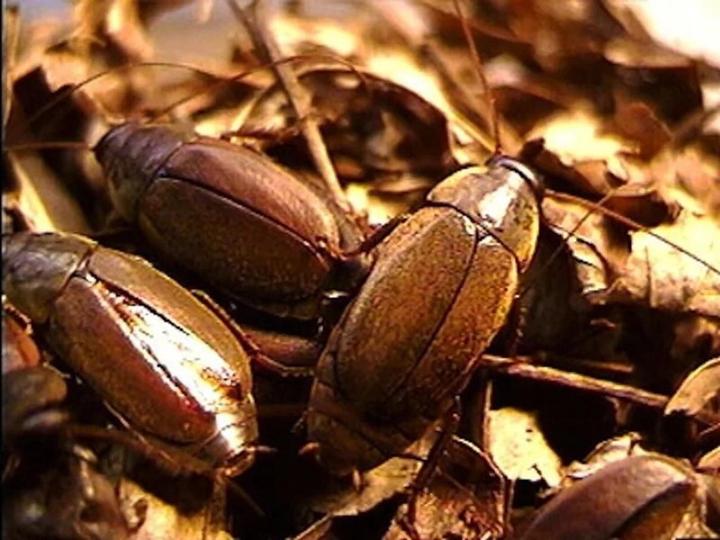 Diploptera punctata. Diploptera punctata таракан. тараканье молоко. живородящего таракана diploptera punctata.