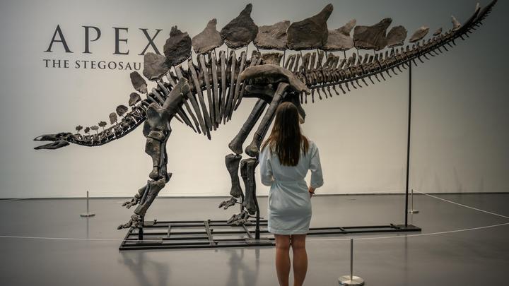 Скелет стегозавра Апекс