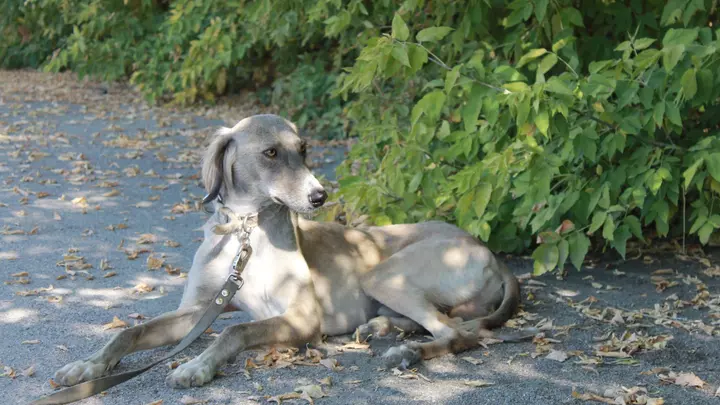 Новый праздник будут отмечать в Казахстане 3 сентября
