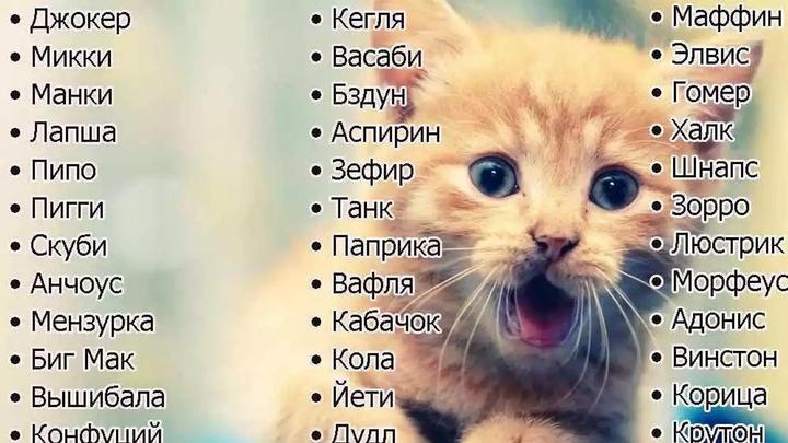 Красивые имена для кошек и котов | NUR.KZ